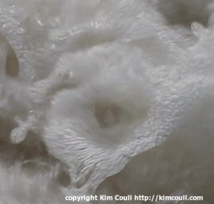 Water Lily # 2 Water series